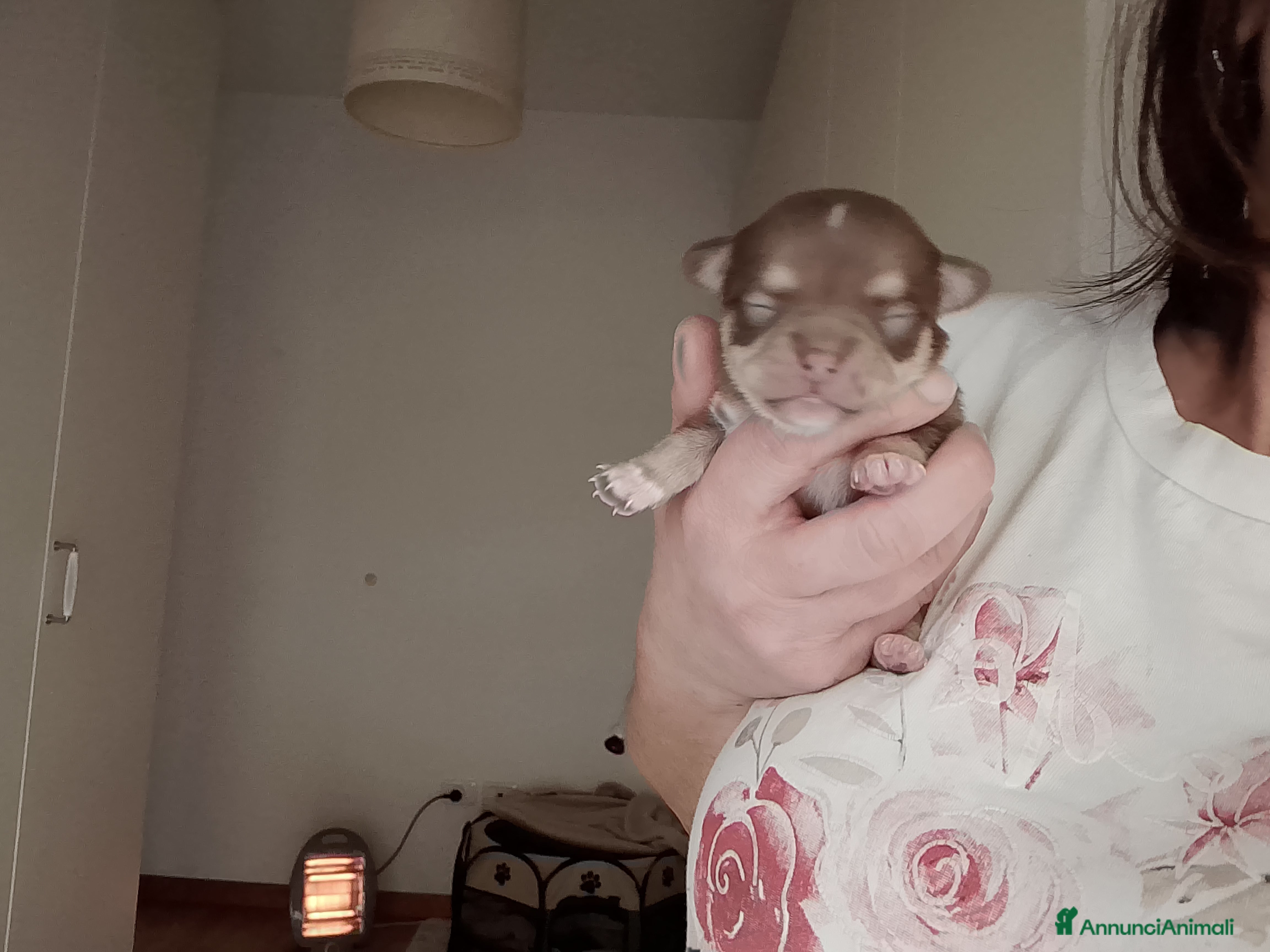 Chihuahua cani Chihuahua pedigree ENCI  - Annuncio 2