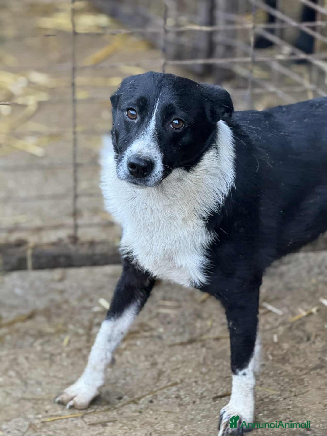 Meticcio cani in regalo: TESSA, bellissima coccolona in canile! - Annuncio 6