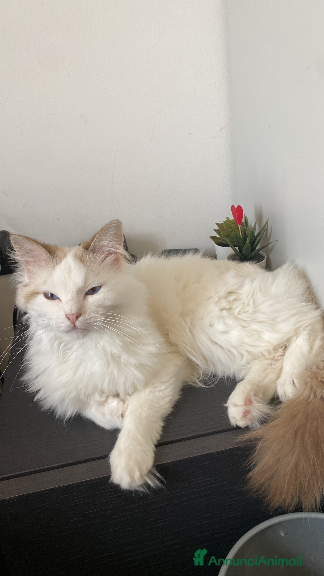 Ragdoll gatti per accoppiamento: Gatto Ragdoll in cerca di una Gatta a Città metropolitana di Milano - Immagine 3