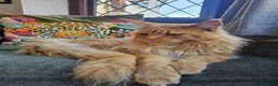 Maine Coon gatti in vendita: Splendidi cuccioli Maine Coon con pedigree - Annuncio 11