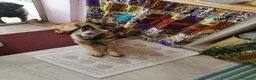 Pastore Belga cani in regalo: Regalo Sole - Annuncio 3