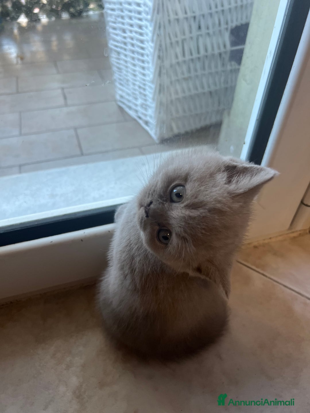 British gatti in vendita:  Cucciolata Gattini British Shorthair - Annuncio 6