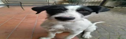 Meticcio cani in regalo: Snopopy bellissimo e dolcissimo spinoncino a Provincia di Bergamo - Annuncio 9