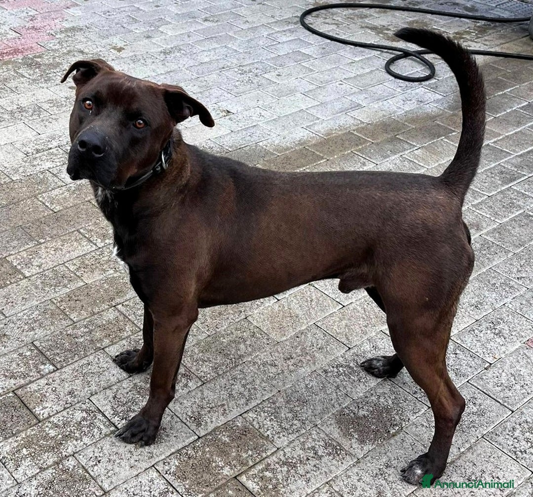 Meticcio cani in regalo: NIGEL PIT - Annuncio 2