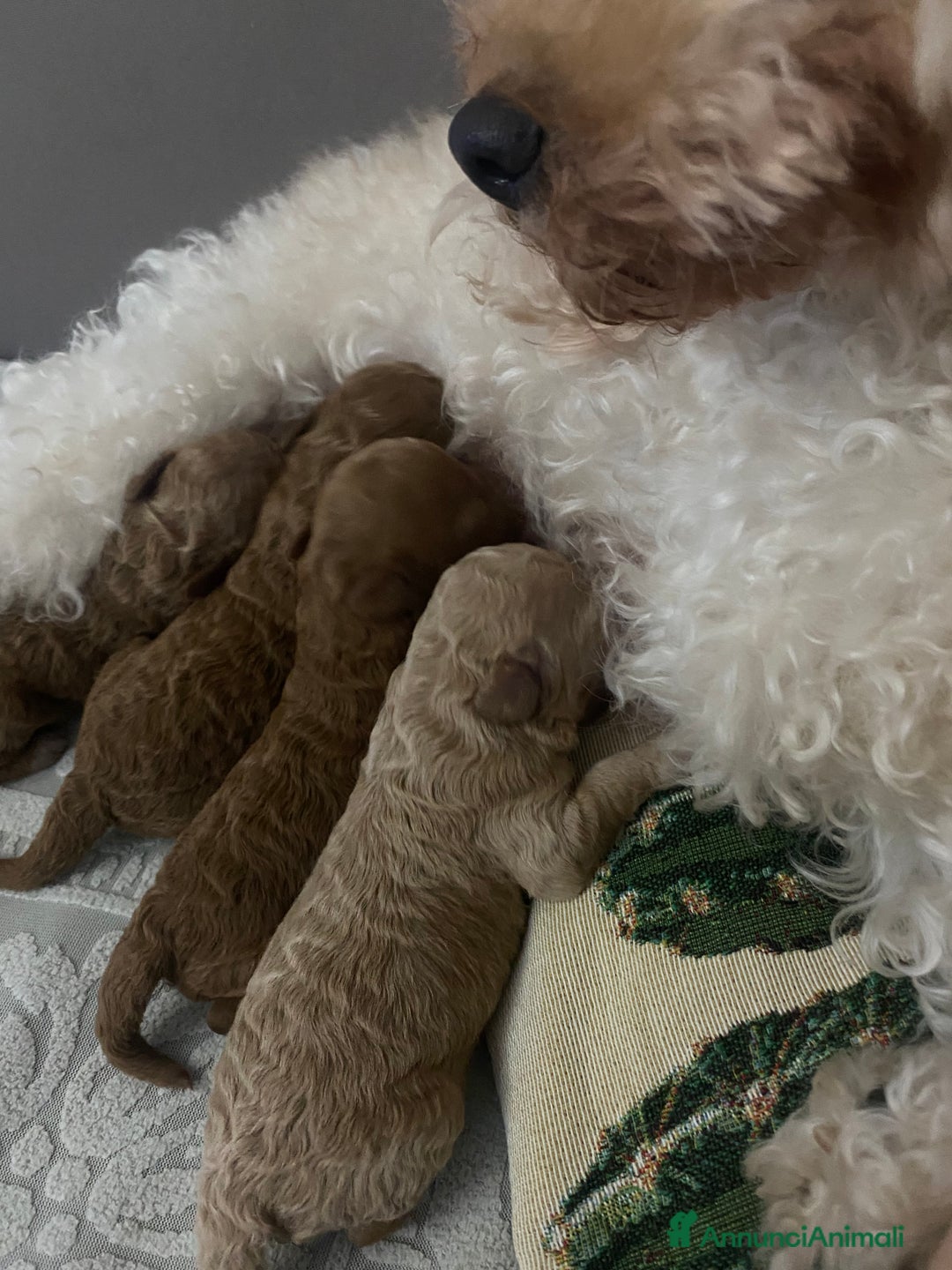 Barboncino Toy cani in vendita: cucciolo barboncino toy - Annuncio 3