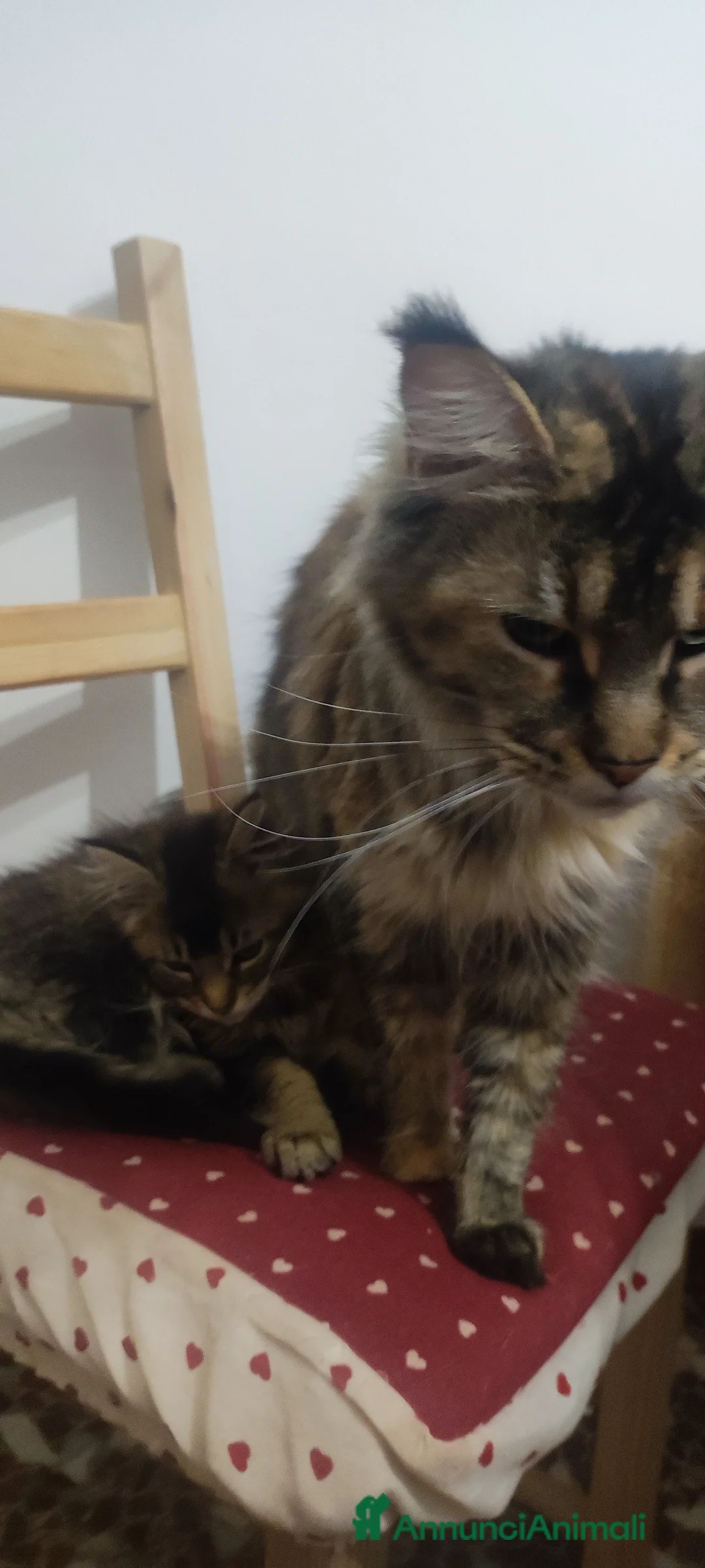 Maine Coon gatti in vendita: Maine coon a Città metropolitana di Roma Capitale - Annuncio 2