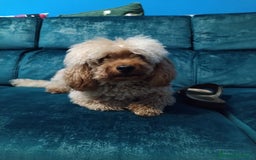 Barboncino cani per accoppiamento: GentilCane cerca Fidanzata - Immagine 5