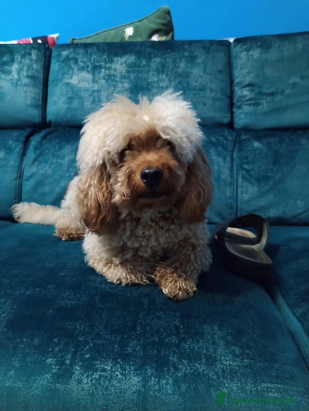 Barboncino cani per accoppiamento: GentilCane cerca Fidanzata - Immagine 5