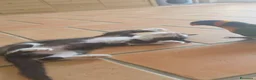 Europeo gatti in regalo: Trovatello cerca casa a Provincia di Pavia - Annuncio 2