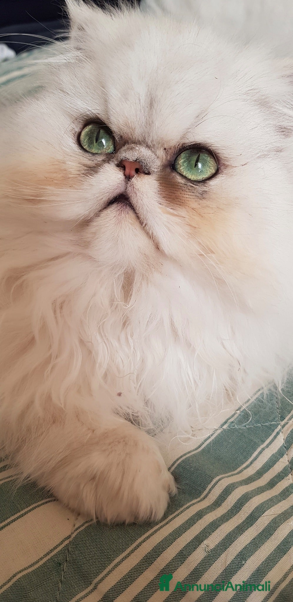 Persiano gatti Persiana chinchilla adulta - Annuncio 1