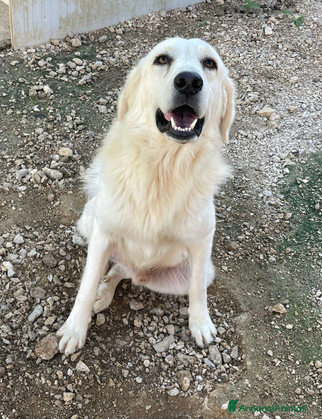 Meticcio cani in regalo: DUE BELLISSIMI FRATELLINI - Annuncio 2
