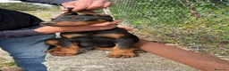 Dobermann cani in vendita: DOBERMANN cuccioli - Annuncio 2
