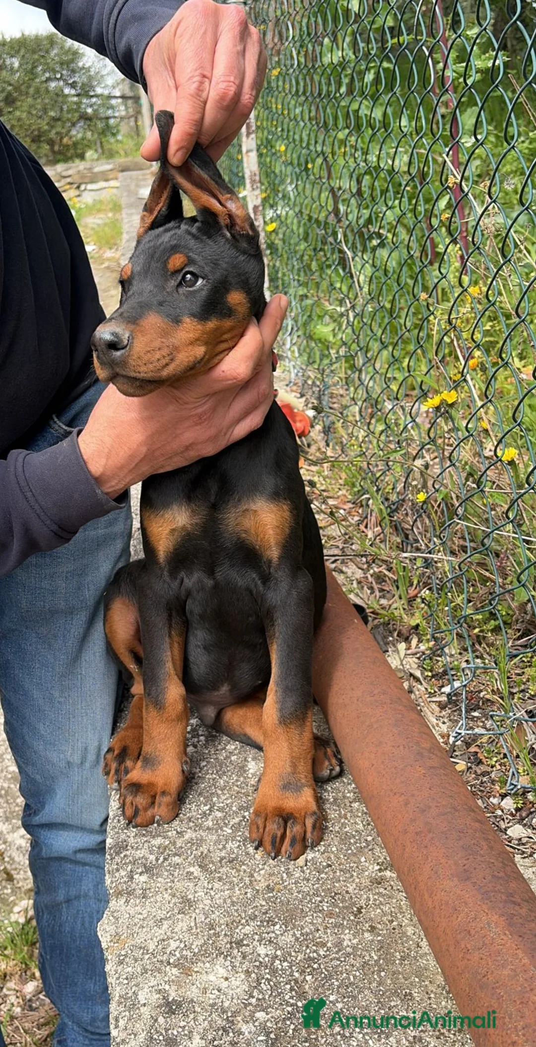 Dobermann cani in vendita: DOBERMANN cuccioli - Annuncio 2