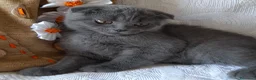 Scottish gatti in vendita: Cucciolo Scottish  - Annuncio 3