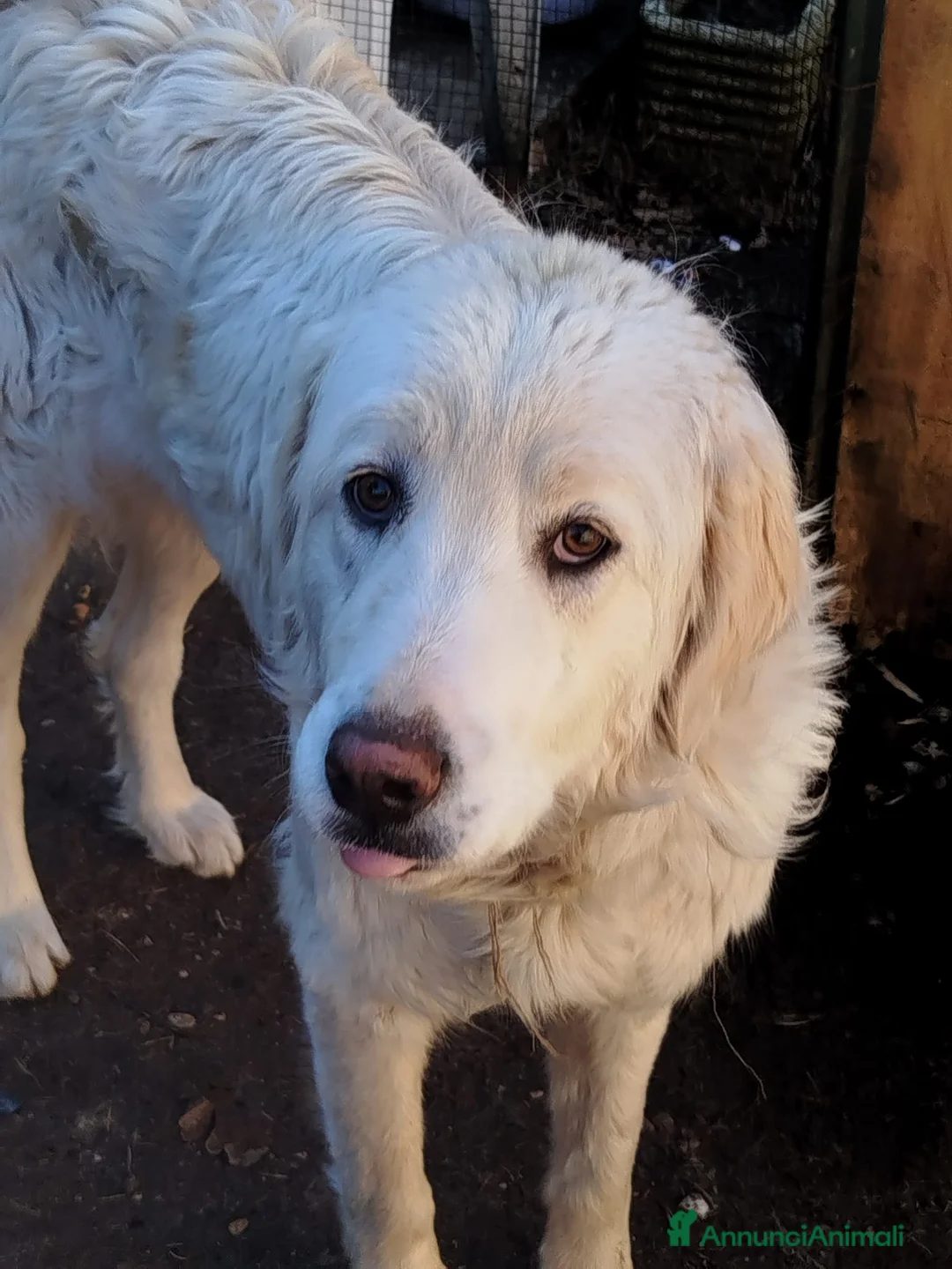 Pastore Maremmano cani in regalo: Splendidi maremmani rischiano il canile - Annuncio 1