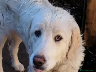 Pastore Maremmano cani Splendidi maremmani rischiano il canile - Annuncio 11