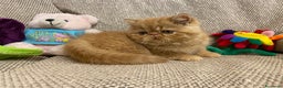 Exotic Shorthair gatti in vendita: Gattino exotic shorthair - Annuncio 6