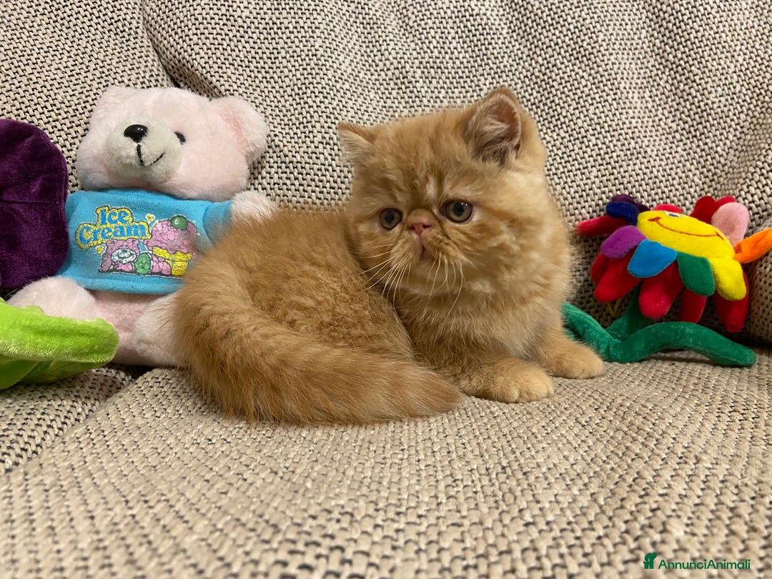 Exotic Shorthair gatti in vendita: Gattino exotic shorthair - Annuncio 6