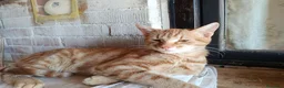 Altre razze gatti in regalo: 🧡Monkey🧡 (IN REGALO,NON IN VENDITA) - Annuncio 3
