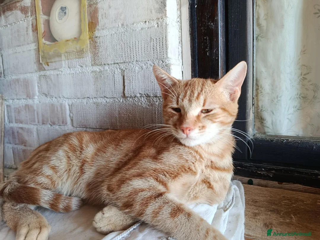 Altre razze gatti in regalo: 🧡Monkey🧡 (IN REGALO,NON IN VENDITA) - Annuncio 3