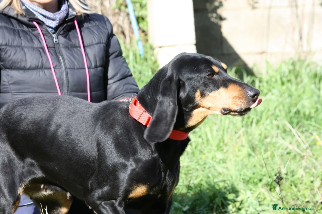 Meticcio cani in regalo: Bea dolcissima segugetta 5 anni in adozione  - Annuncio 2