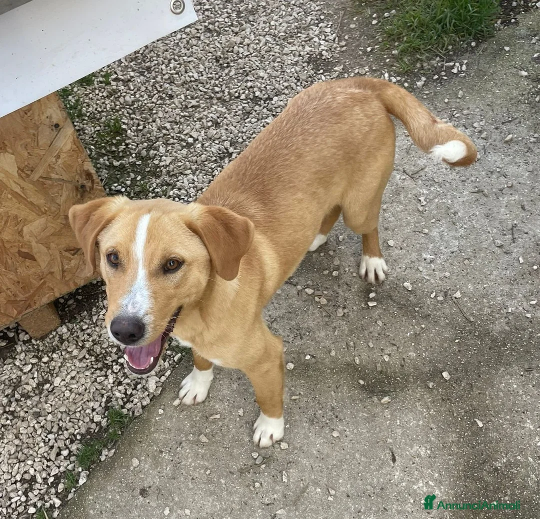 Meticcio cani in regalo: IL SIMPATICO E TENERO OLIVER a Provincia di Vicenza - Annuncio 6