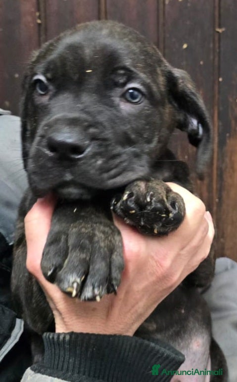 Cane Corso cani Meravigliosi cuccioli di Cane Corso  - Annuncio 1