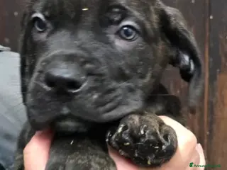 Cane Corso cani Meravigliosi cuccioli di Cane Corso - Annuncio 1