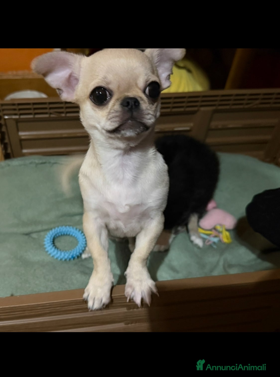 Chihuahua cani Chihuahua cucciola - Annuncio 1