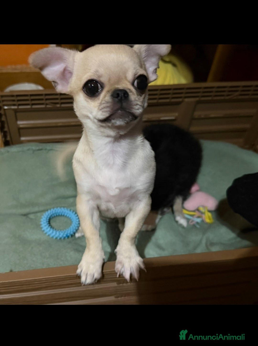 Chihuahua cani in vendita: Chihuahua cucciola - Annuncio 1