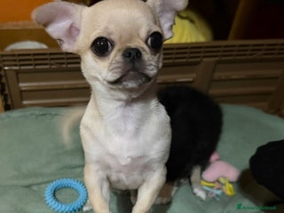 Chihuahua cani Chihuahua cucciola - Annuncio 1