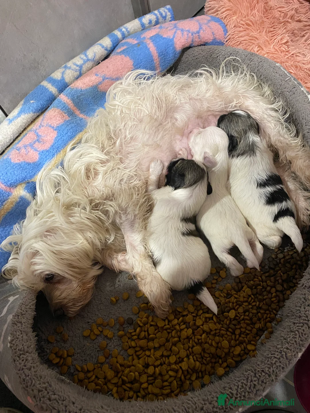 Maltipoo cani in vendita: Cuccioli maltipoo - Annuncio 4