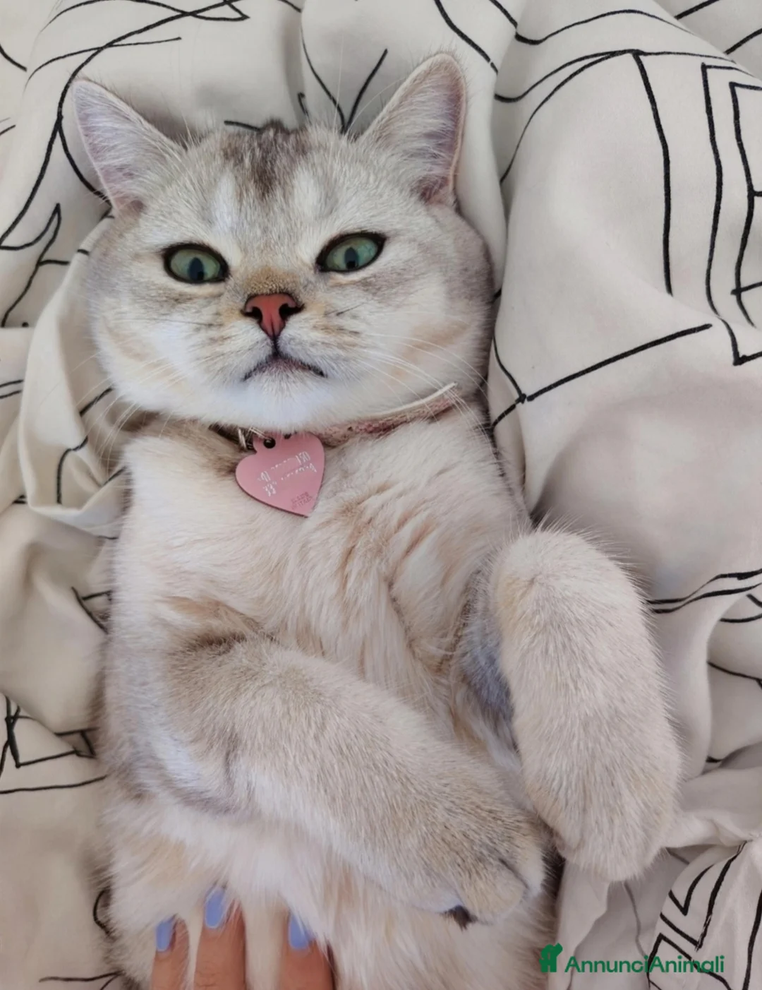 Scottish gatti per accoppiamento: Cercasi Scottish maschio per monta  a Città metropolitana di Milano - Annuncio 2