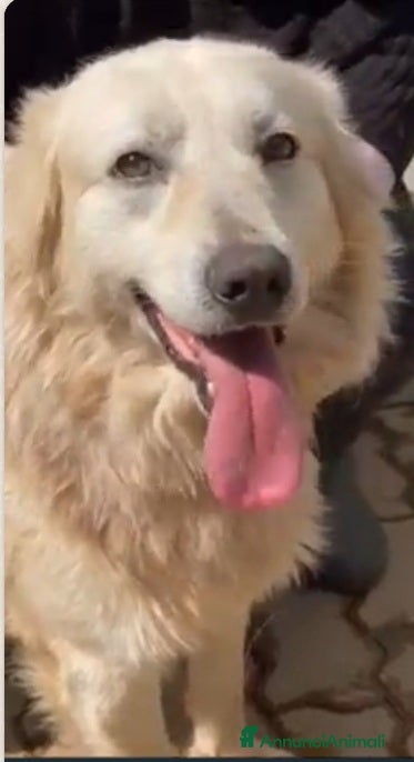 Meticcio cani Mix Golden 6anni entrato a 3mesi in box.CALABRIA - Annuncio 2