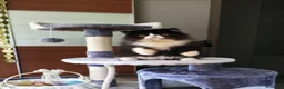 Persiano gatti in vendita: Gatti persiani  - Annuncio 5
