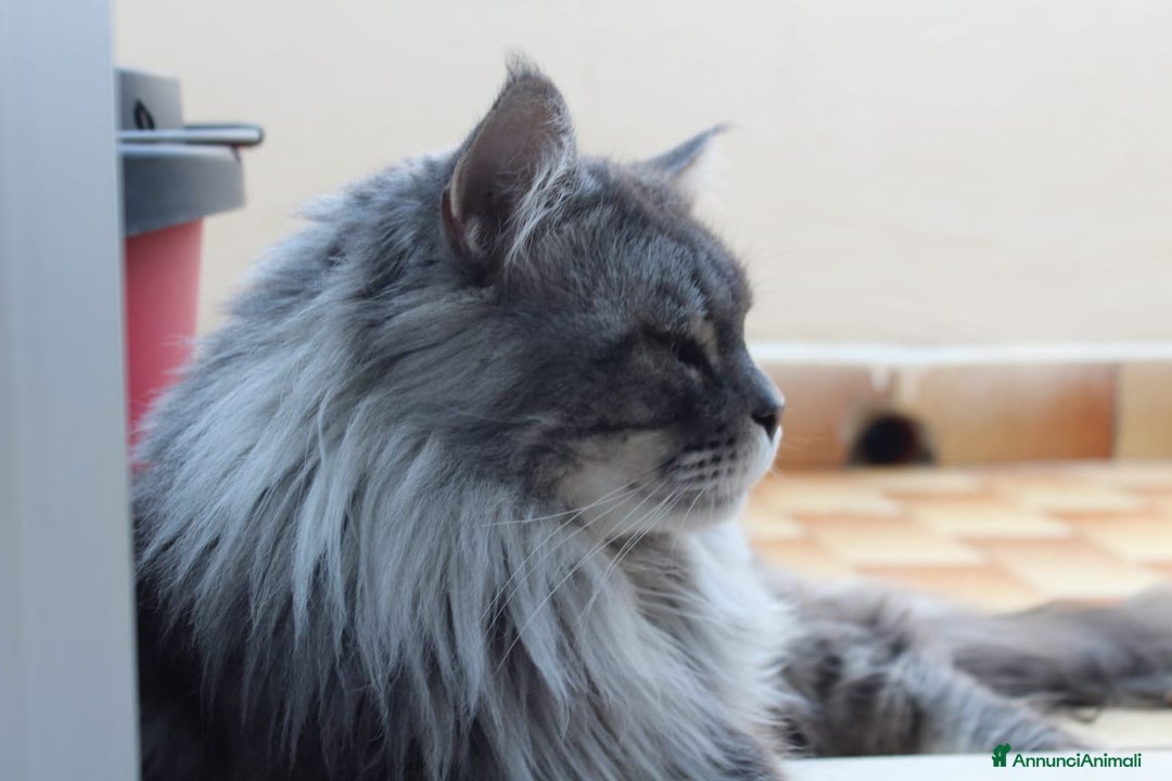 Maine Coon gatti in vendita: Maine Coon  - Immagine 2