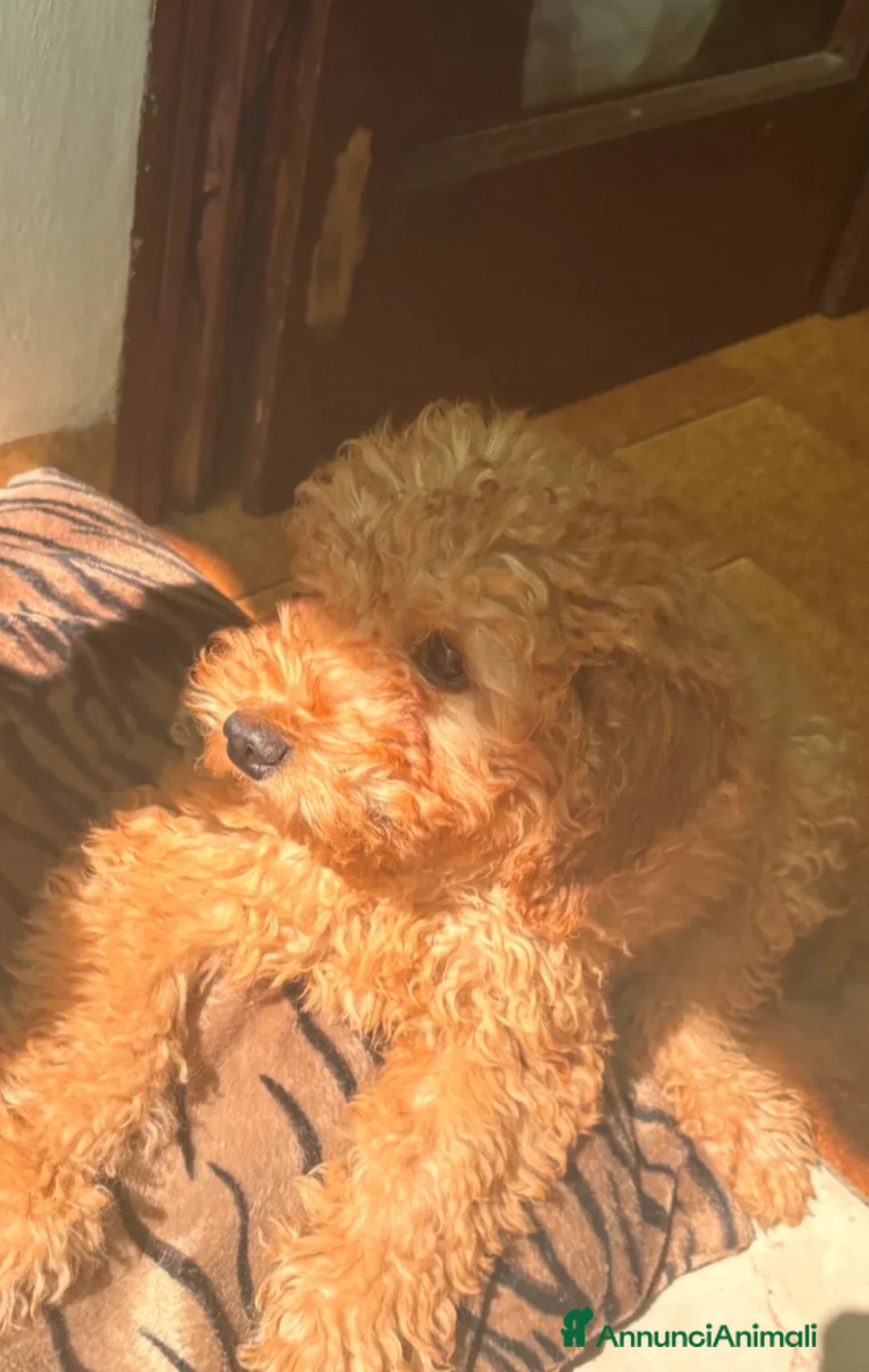 Barboncino Toy cani in vendita: Barboncino toy  - Annuncio 1