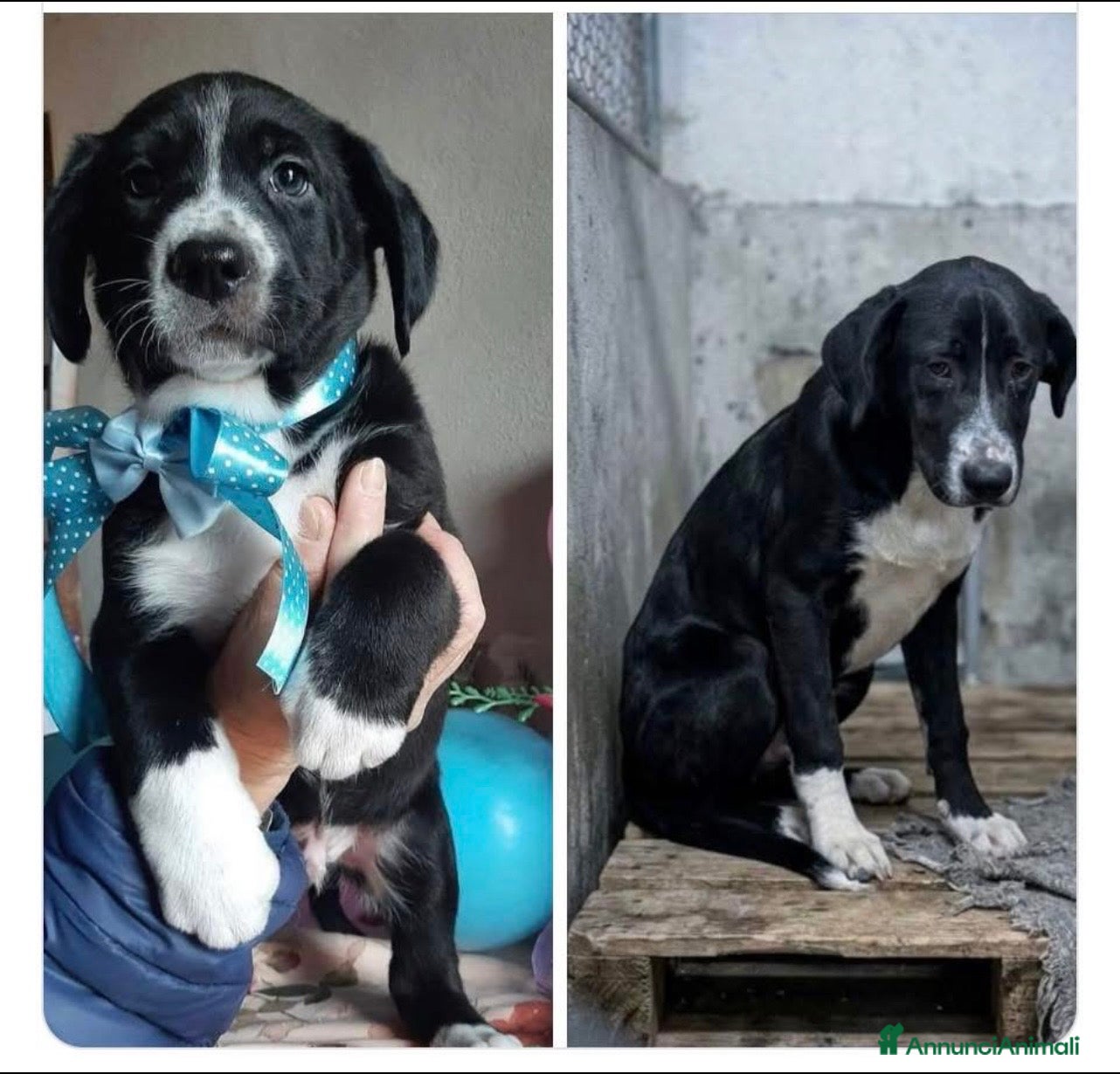 Meticcio cani BROS un cucciolo nero in canile  - Annuncio 9