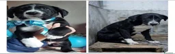 Meticcio cani in regalo: BROS un cucciolo nero in canile  - Annuncio 1