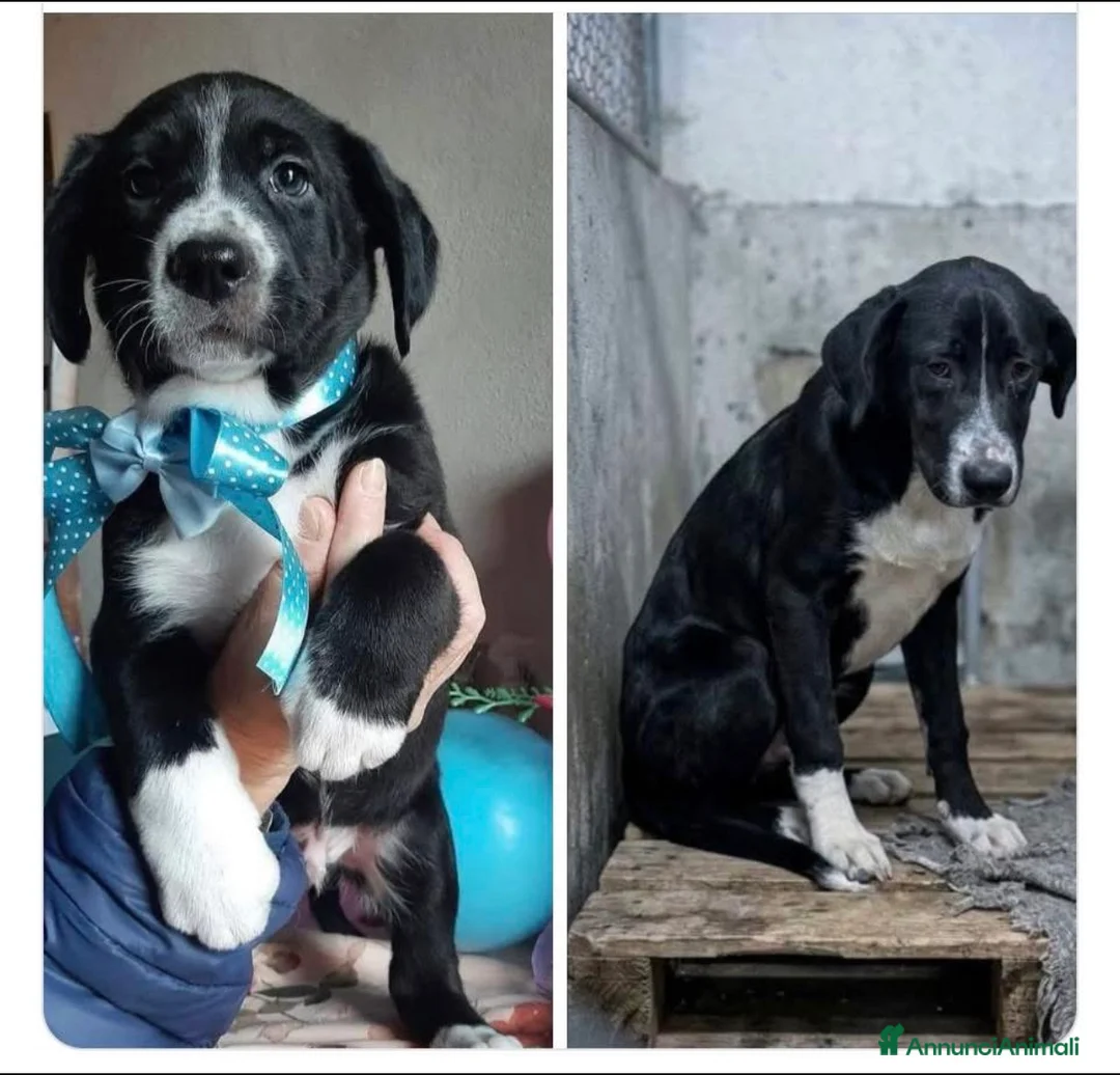Meticcio cani in regalo: BROS un cucciolo nero in canile  - Annuncio 1