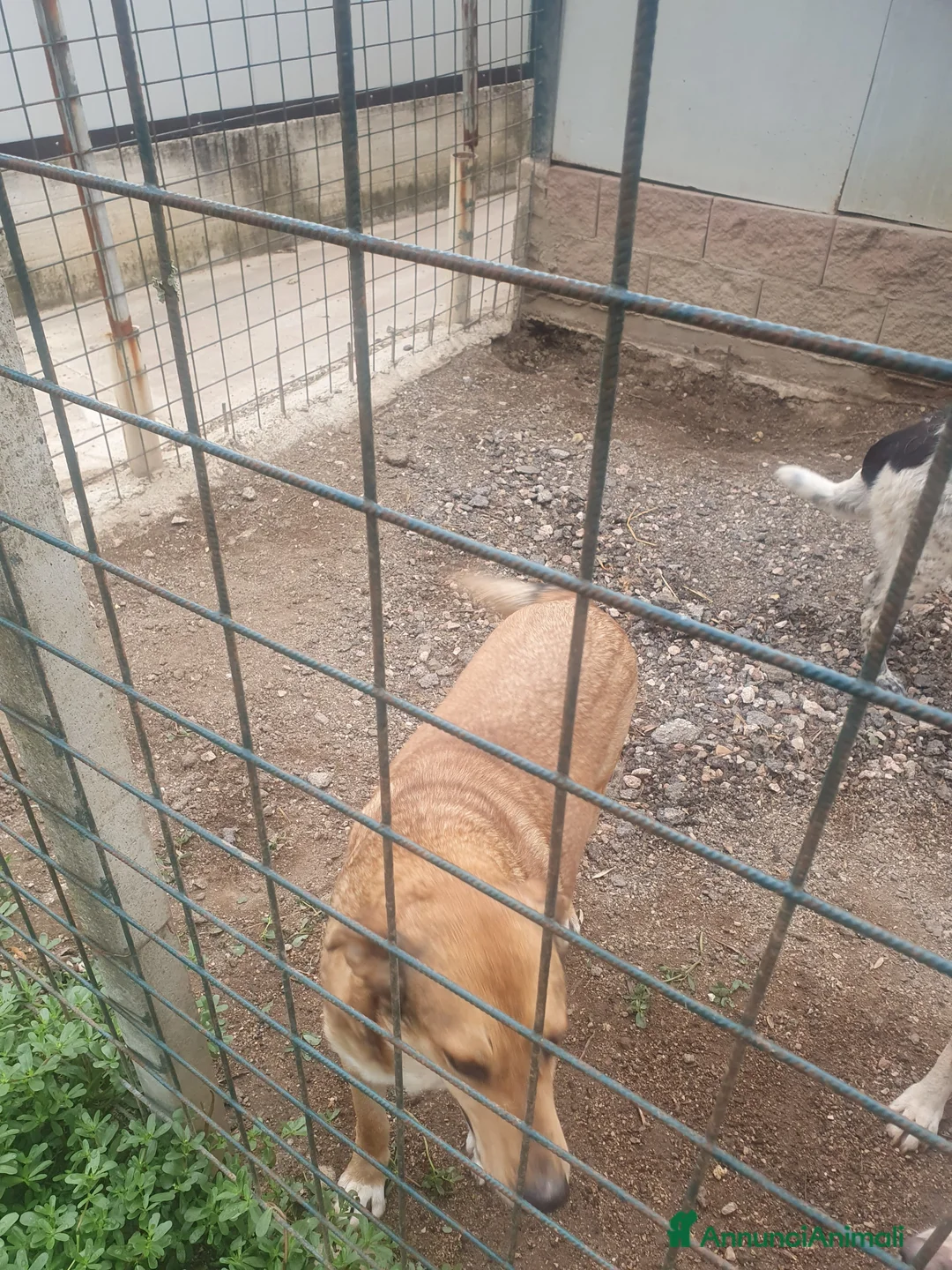 Meticcio cani in regalo: DJANGO a Provincia di Avellino - Annuncio 4