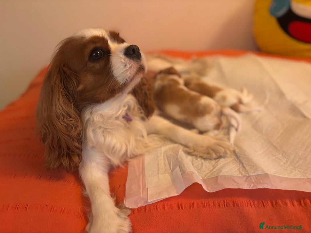 Cavalier King cani in vendita: Cuccioli di Cavalier King nati in casa ❤️ - Annuncio 5