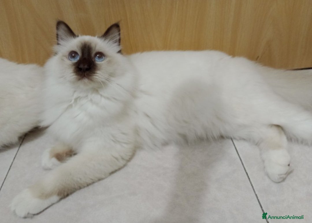 Sacro di Birmania gatti in vendita: Cucciola Sacro dì Birmania  - Annuncio 3