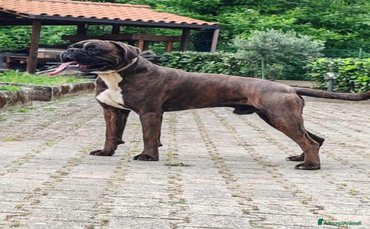 Boxer cani - Annuncio 16