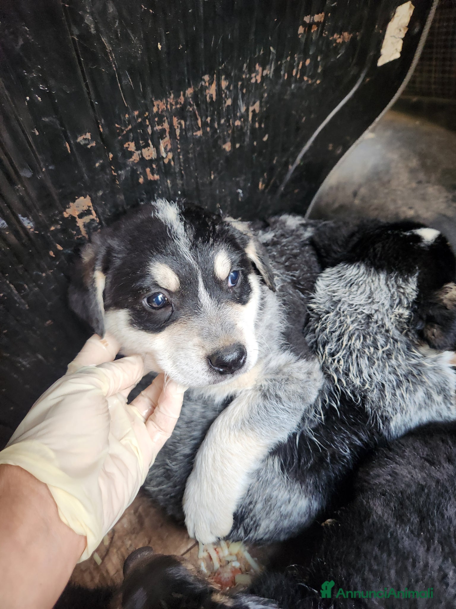 Meticcio cani Lola, 2 mesi circa - Annuncio 1