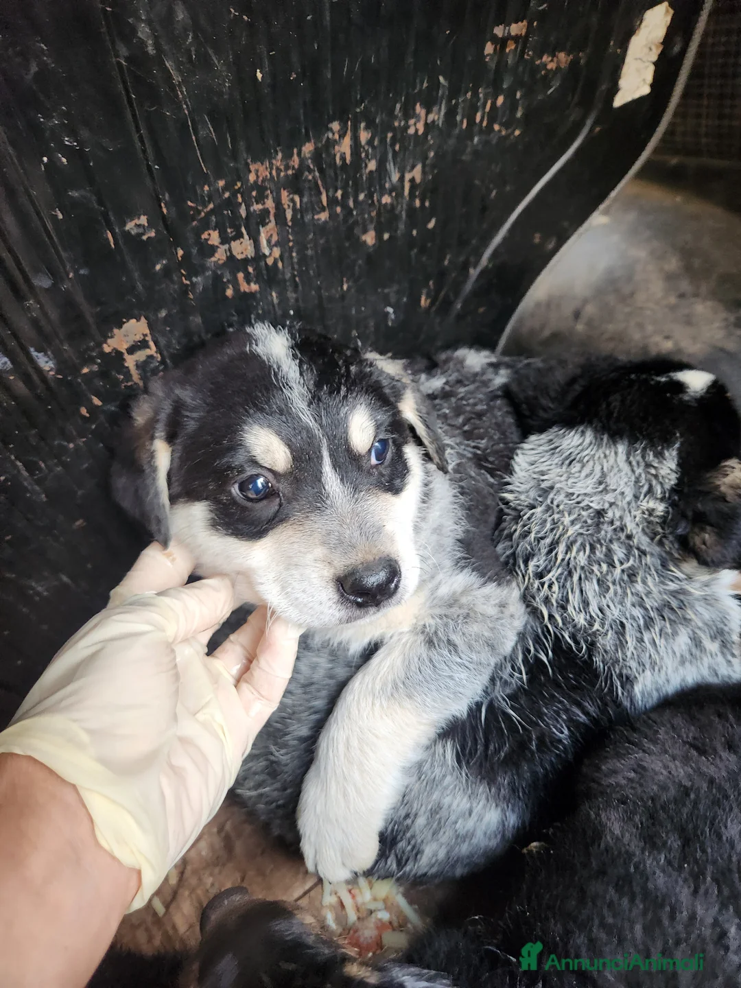 Meticcio cani in regalo: Lola, 2 mesi circa a Provincia di Cosenza - Annuncio 1