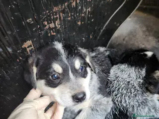 Meticcio cani Lola, 2 mesi circa - Annuncio 1