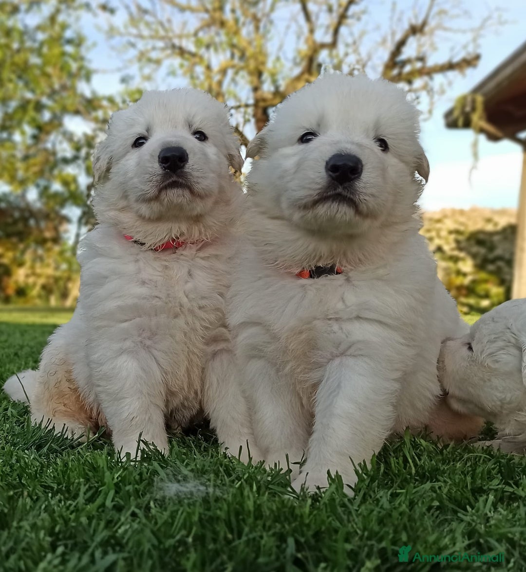 Pastore Svizzero cani in vendita: Ultimo cucciolo pelo lungo - Annuncio 5