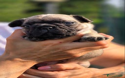 Bulldog Francese cani in vendita: Cucciole Bulldog Francese a Città metropolitana di Roma Capitale - Immagine 4