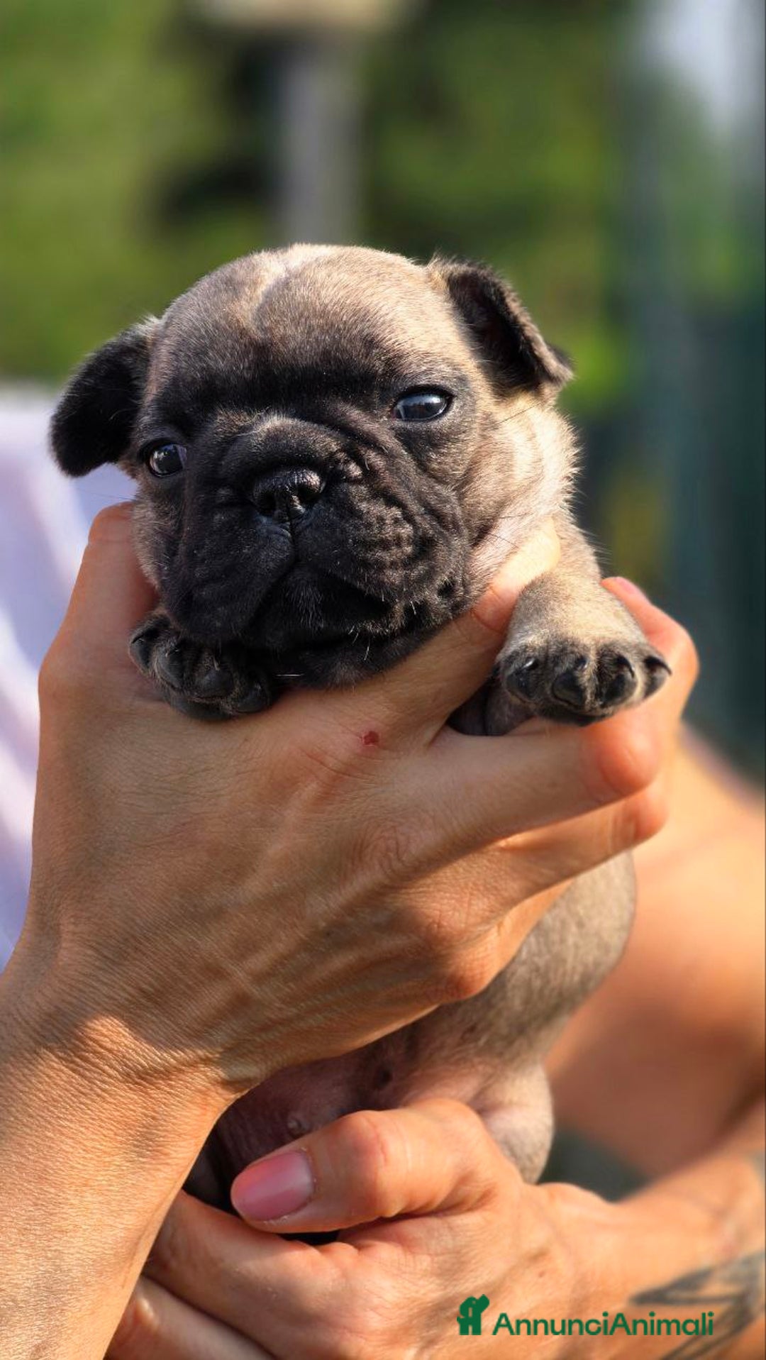 Bulldog Francese cani in vendita: Cucciole Bulldog Francese a Città metropolitana di Roma Capitale - Immagine 4